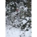 SWEDTEAM piloodimüts Realtree AP-HD Snow