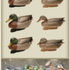 FA Brand peibutuspardid Mallard 6 tk