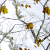 SWEDTEAM vöökott Realtree AP-HD Snow