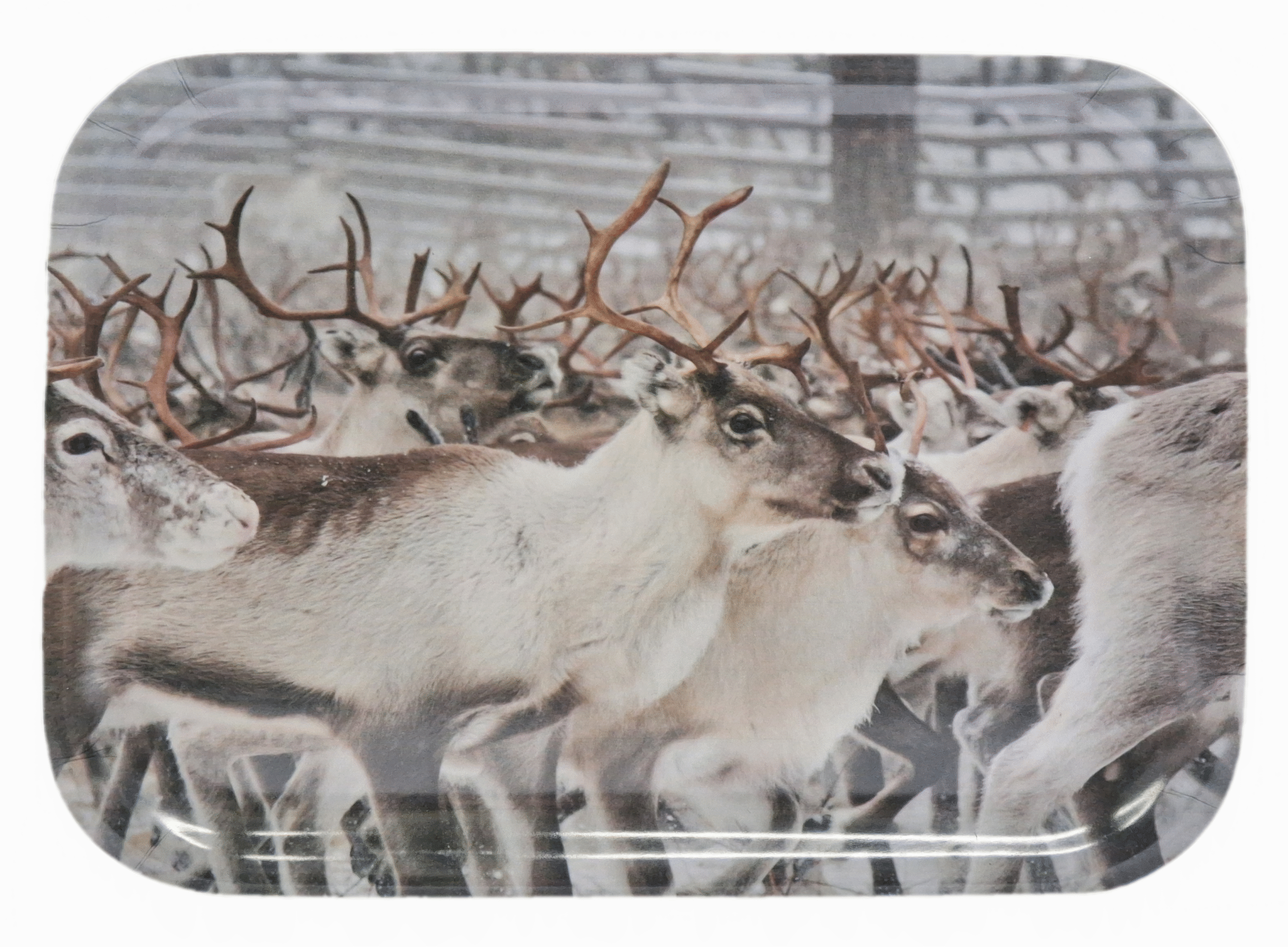 Väike kandik (2 varianti)