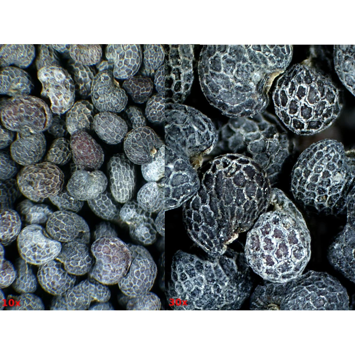 Mikroskoop Discovery 30 - Image 3